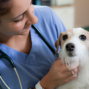 Veterinary Instruments